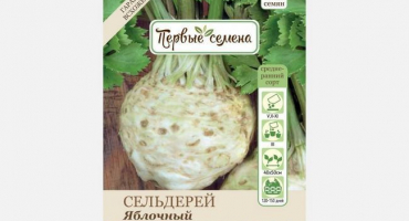 Jak pěstovat jablečný celer venku?